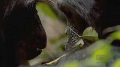 Chimps hunting and eating a Red Colobus monkey
