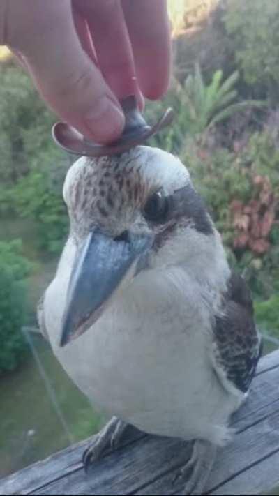 Dato interesante,a esta especie se le dice Kookaburra o Dedalo en su nombre científico y sobre todo,se le ve muy facha el sombrero.