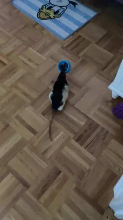 Do not watch me eat please !