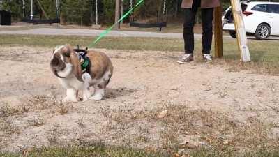 Dig dig dig, hop hop hop