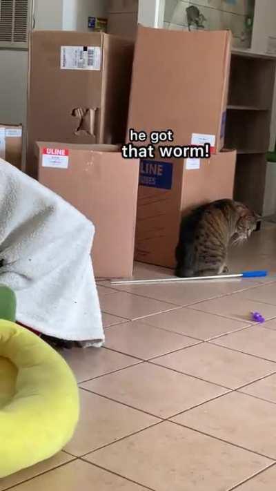 it's Noodle's birthday!