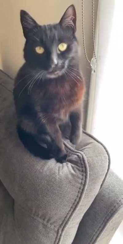 Demanding the pats with his perfect trills 😍❤️