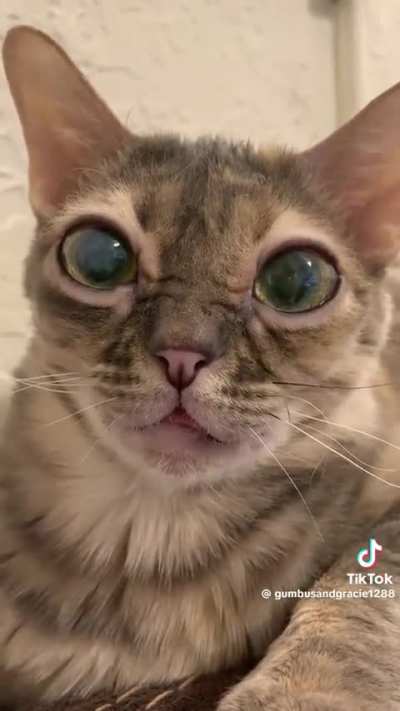 Gumbus and their many conparisons