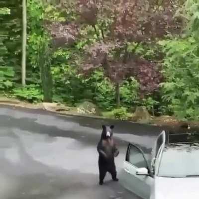 Bear opens a Mercedes and instantly regrets it when the alarm goes off