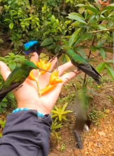 Territorial Hummingbirds stick their chests out like 