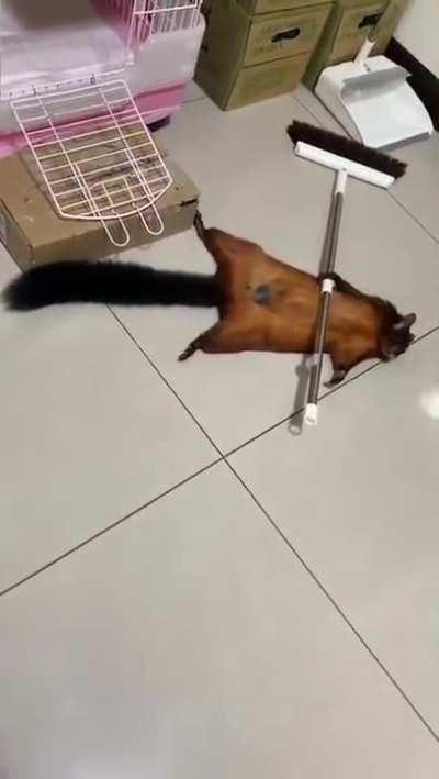 Squirrel trying to fake an injury 