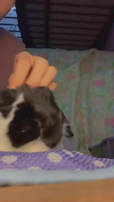 The things I do for my rabbit. I often stay up until 5am playing with him and petting him XD
