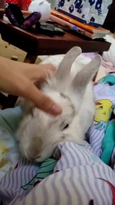 Woke up to her on my futon asking for pets, so I obliged