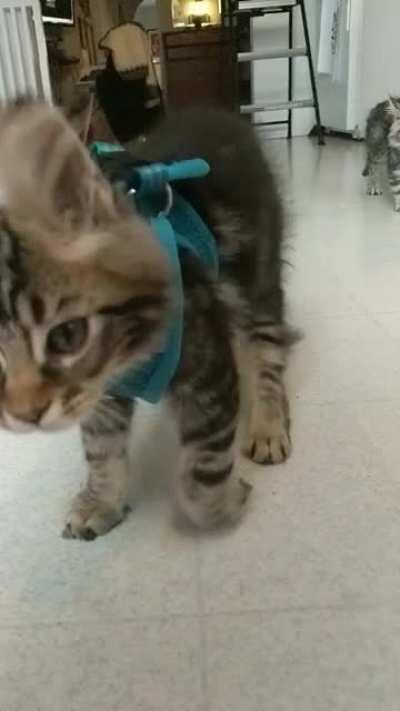 Floppy kitten ears
