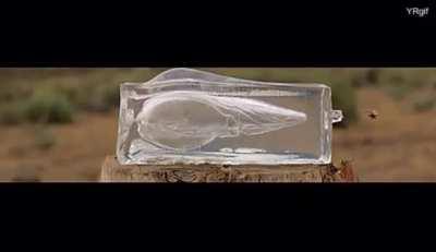 UnSeEn FoOtAgE oF tHe AbUsE aT JeLlO FaRmS… BiG JeLlo WaNtS ThIs ViDeO ReMoVeD FrOm ThE InTeRnEt