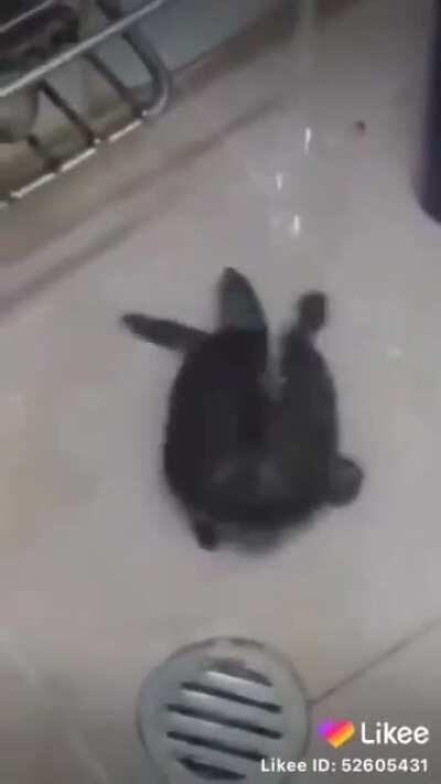 Dancing turtle
