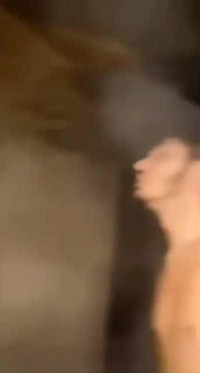 leaked jojo part 9 enemy stand