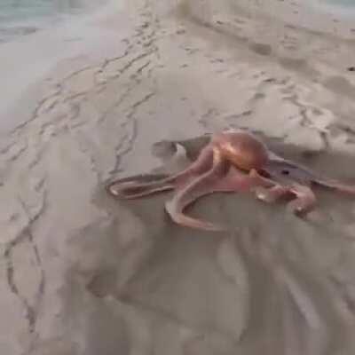 I've never seen an octopus go across the sand