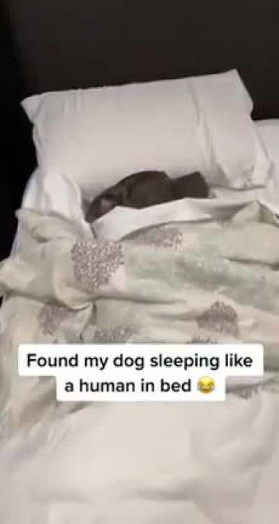 He’s having a ruff morning 🤣🐶