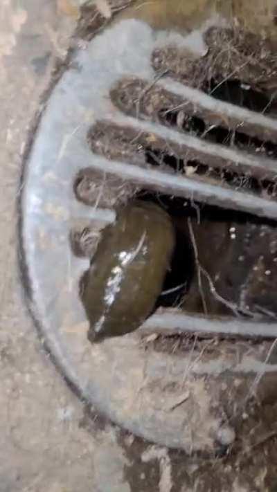 [OC] Leech crawling out of drain