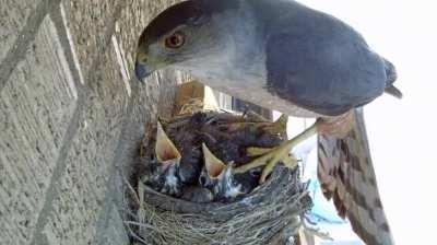 Falcon stealing a couple baby birds.