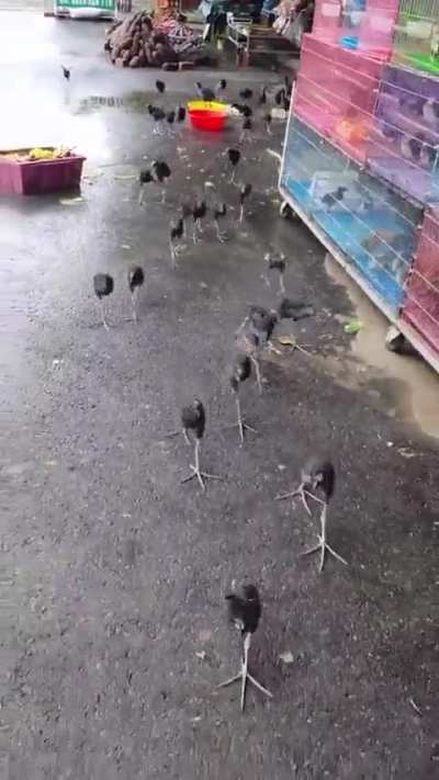 Wunkus military force