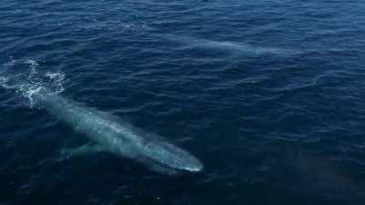 Blue whales, the largest animals that have ever lived on planet Earth