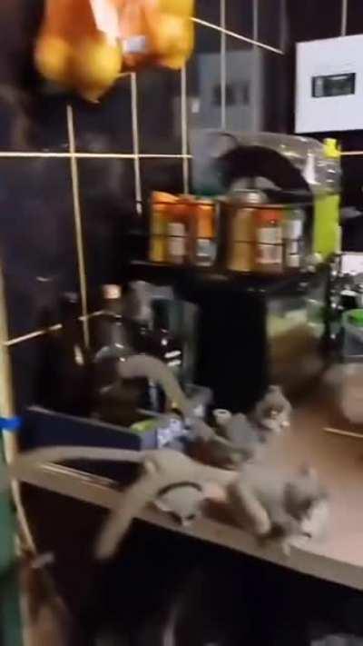 Morning visit from the bush babies