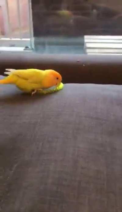 Fallingbirb