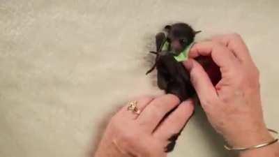 Fruit bats are extremely protective and loving mothers, wrapping their young up in their wings to keep them warm. With orphaned baby bats, this is substituted with a soft blanket in which the bat is bundled up burrito-style.
