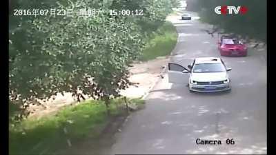 Tiger grabs woman in a Safari Park where wild animals roamed in the open.