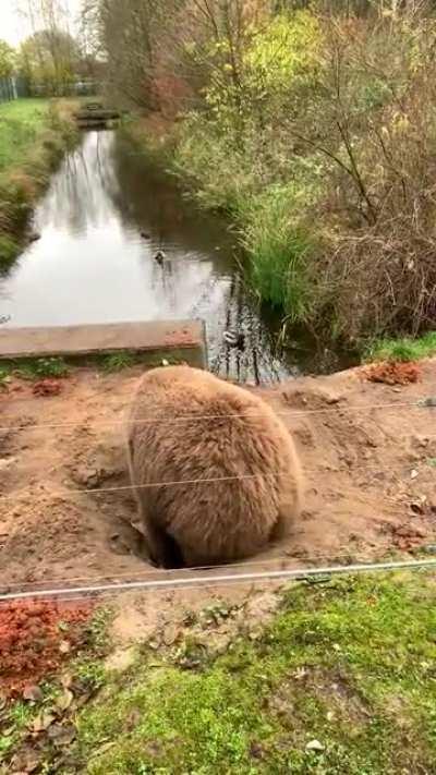 🔥 Bear digs a sitting pit to watch duckies