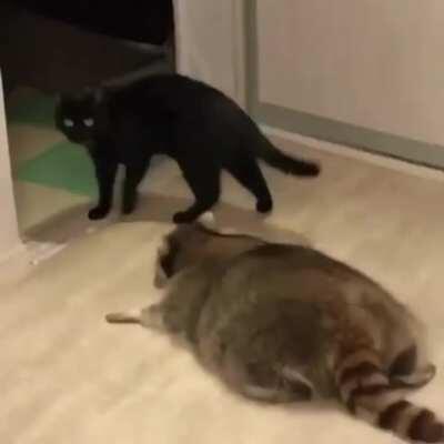 He's doin' such a good sneak I'm so proud of this trash pancake!