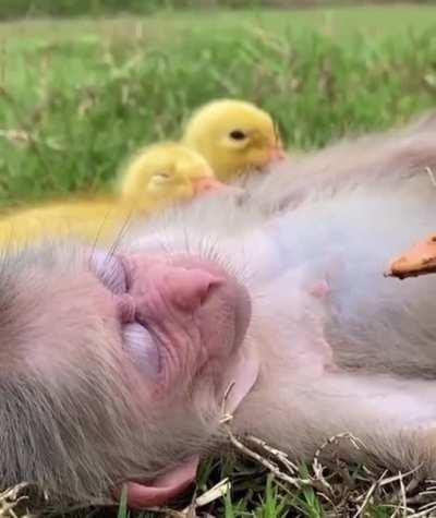 GaNg Of PeRvS pOiSoNeD dEaD fRoM fOuL cOrPsE vIoLaTiOn