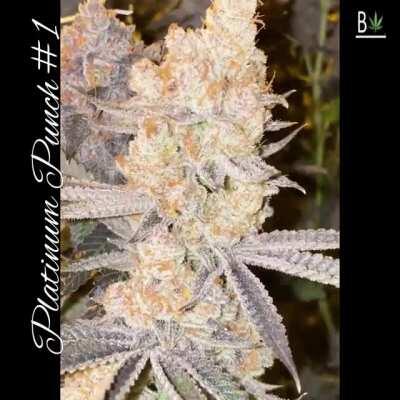 Platinum Punch #1 (Hawaiian Punch Cut) Is absolutely BONKERS!!! Huge producer of insanely stinky trichome coated buds💥🔥🌱🧬🏆🎯