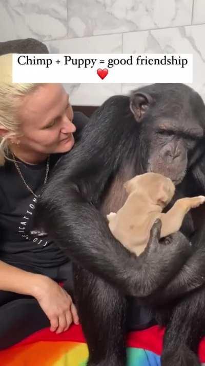 Monkey gently playing with a puppy