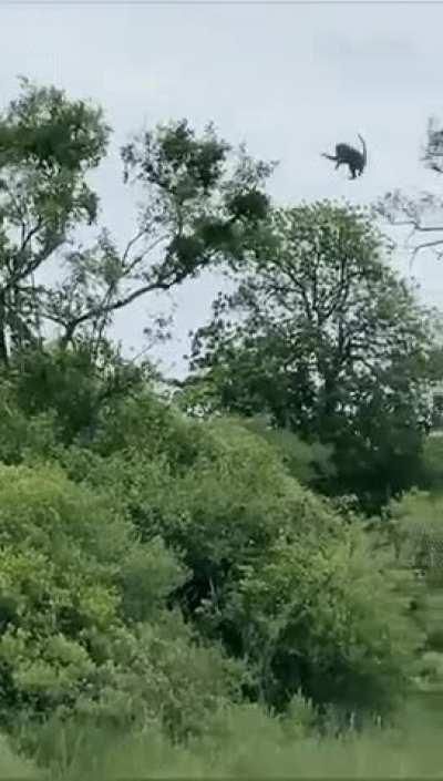 Leopard catches monkey