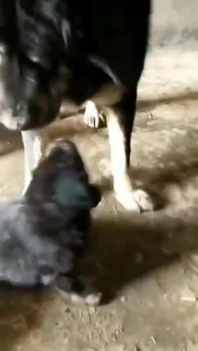 Mama doggo corrects pups behaviour