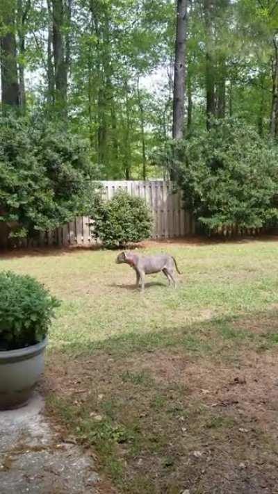 There are two types of dogs