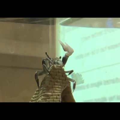 Регулировщик