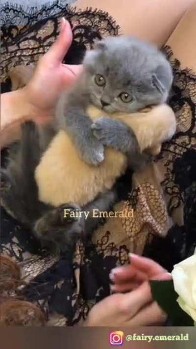 The kitten hugs the puppy.