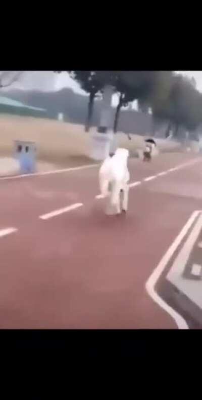 Ponies are so cute and majestic