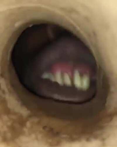 POV:The last pringle