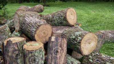 lovely motion (3g psilocybin)