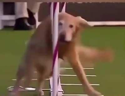 Husky I don't want stress