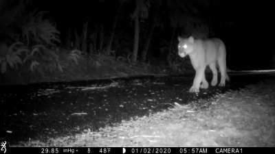 Cougar coming up the driveway. Nice looking tom near Montesano Wa.