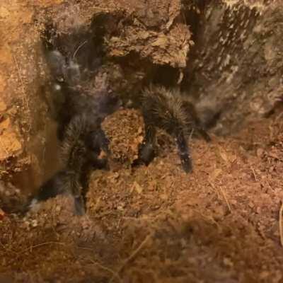 DB Spooper spent most of the day digging and I made a dumb video - enjoy