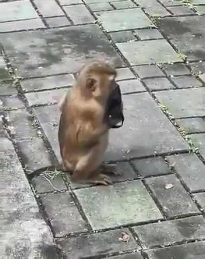 Monkey has no problem wearing mask, only needs a right size !!