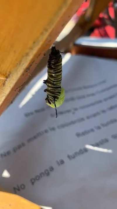 🔥 I was able to capture a time lapse of a monarch caterpillar transforming into its chrysalis 🔥