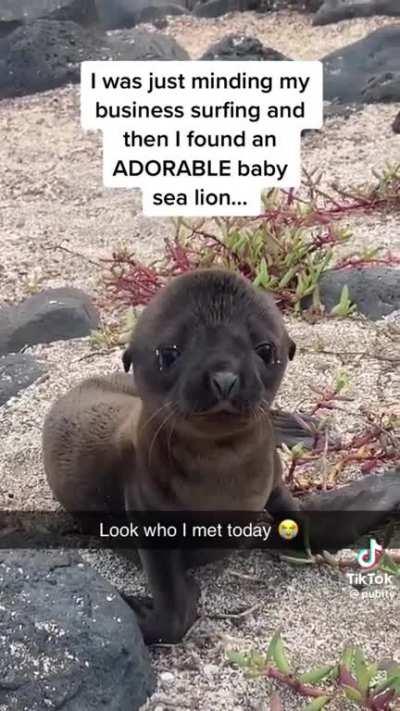 a baby sea lion