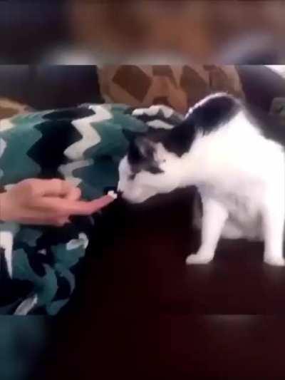 Cats vs Durian fruit