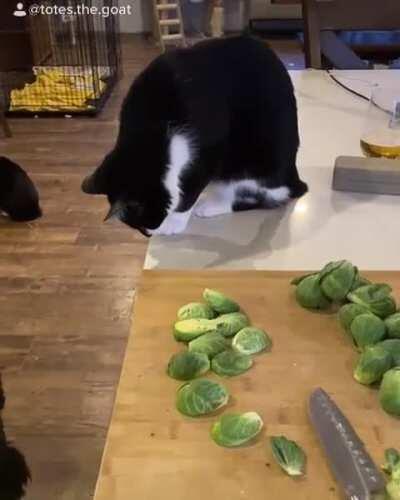 Walter feeding the less fortunate at Black Goat Farm Sanctuary