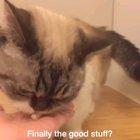 How to give pill to cat: Pooky tutorial