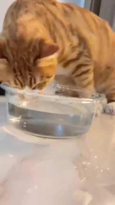 How to teach my kitten to drink water?