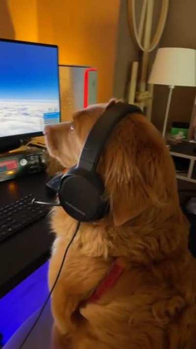Autopilot engaged! Doge 695 continue as planned, requesting biscuits
